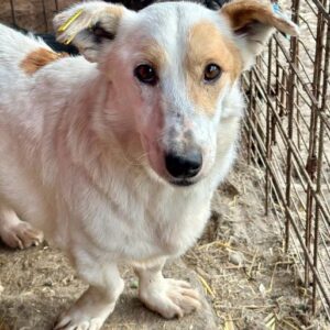 KERLCHEN (♂) - ausgereist zum TH Limburg (AL)