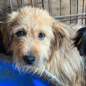 LONI (♀) - reserviert Tierhilfe Lebenswert DR - vermittelt