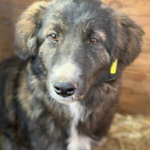 JESSY (♀) - Mobbingopfer im Shelter - jetzt auf PDR PS im PLZ Bezirk 12 - vermittelt