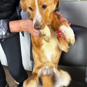 JOSY (♀) - ausgereist auf PDR PS in PLZ 24 - vermittelt