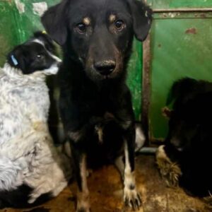 MONAMOUR (♀) - auf PDR PS im PLZ Bezirk 83 - vermittelt