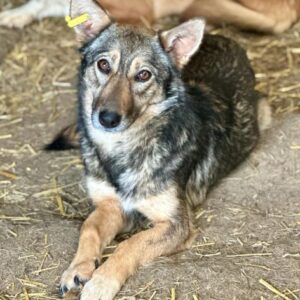 SCARLETT (♀) - vermittelt LS