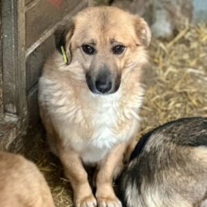 PEPSI (♂) - müde vom Shelteralltag