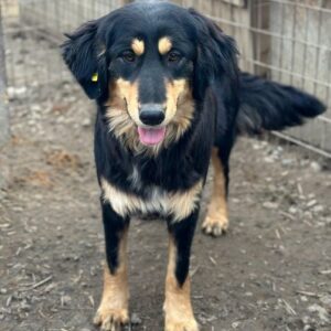 POLLIE (♀) - vermittelt Kathleen Müller