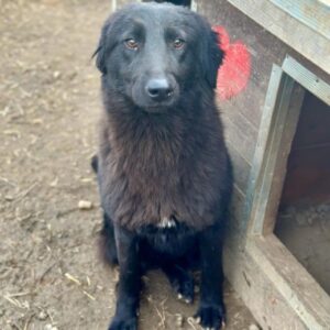 MATTIS (♂) - ausgereist zur Tierhilfe Lebenswert