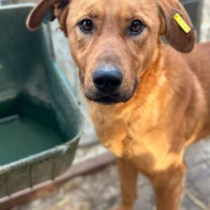 FRIED (♂) - ausgereist zum TH Tuttlingen