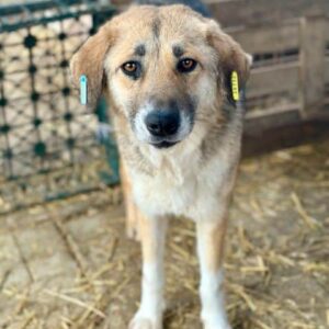 DAISY (♀) - vermittelt Kathleen Müller