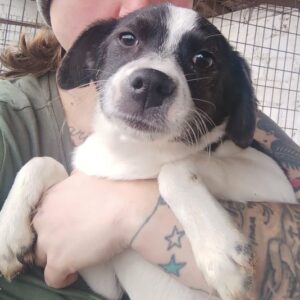 ELU (♀) - ausgereist zur Tierhilfe Lebenswert