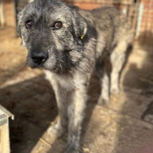 HEINRICH (♂) - vermittelt Manuela