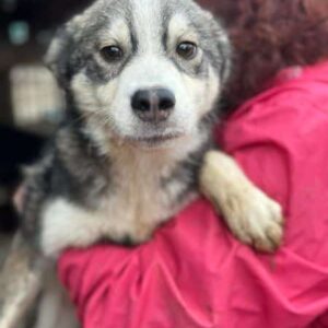 KARI (♀) - ausgereist zur Hundehilfe Kreta e.V.