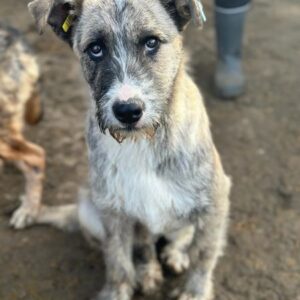 JÖRGI (♂) - ausgereist zum TST