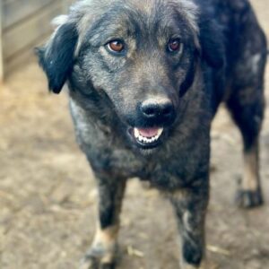 EIRENE (♀) - auf PDR PS im PLZ Bezirk 78 - vermittelt