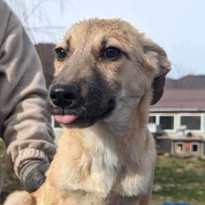 WOMBAT (♂) - ausgereist zum TST Rösrath