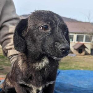 KAJIKA (♀) - auf PDR PS im PLZ Bezirk 63 - vermittelt