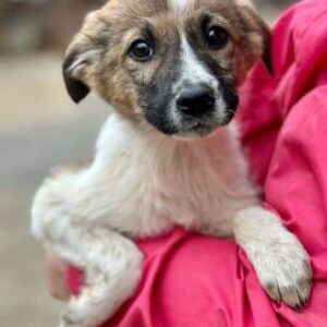 FENNO (♂) - auf PDR PS im PLZ Bezirk 72 *ausgereist*