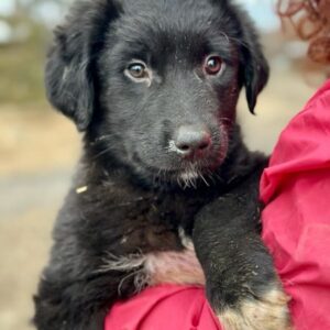 LUANNE (♀) - vermittelt Isabelle B.