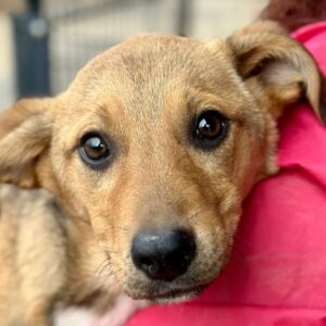 LOLO (♂) - auf PDR PS im PLZ Bezirk 99 - vermittelt