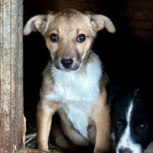 CHOTA (♀) - vermittelt Isabelle B.