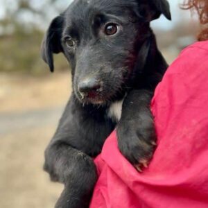 NIA (♀) - im Shelter bereits etwas unsicher - jetzt auf PDR PS im PLZ Bezirk 54 - vermittelt