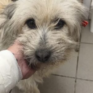 SÖCKCHEN (♀) - ausgereist zum TST Rösrath