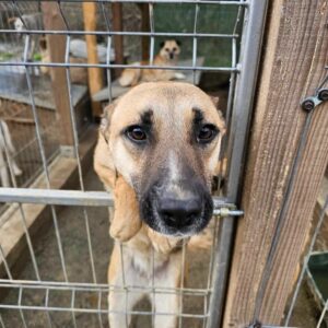 LALLAH (♀) - ausgereist zum TH Wannigsmühle