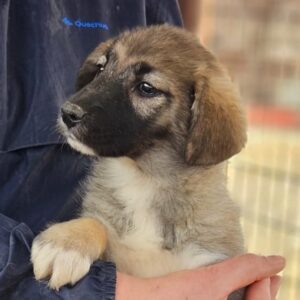 FAMA (♀) - auf PDR PS im PLZ Bezirk 21 - vermittelt