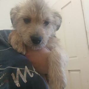 BOBI (♂) - ausgereist zur Tierhilfe Lebenswert