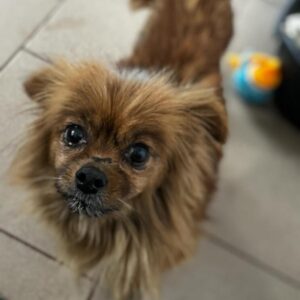 PRIMEL (♀) - vermittelt MD