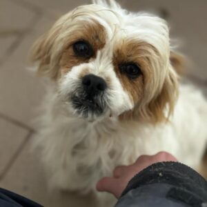 MILLIE (♀) - ausgereist zu Second Chance Dogs