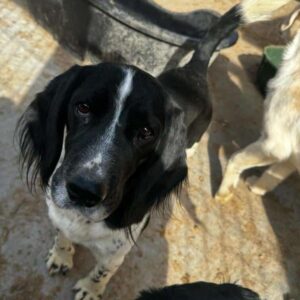 ORWELL (♂) - ausgereist zum TST Rösrath