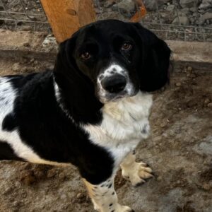 DAGGY (♀) - ausgereist zum TST Rösrath