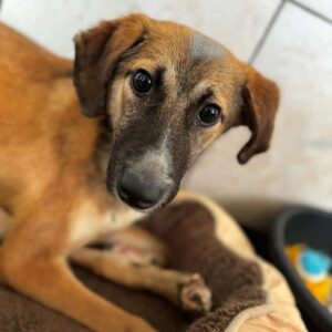 LYES (♂) - dringend Rolliplatz gesucht - verletzt sich selber - vermittelt LS