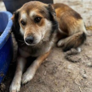 CASIMIRO (♂) - Mobbingopfer - ausgereist zu Vierbeiner in Not