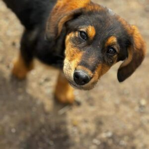 PINJA (♀) - ausgereist zum TST Rösrath