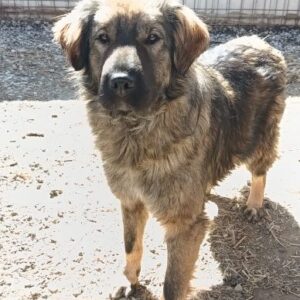 LENIE (♀) - RBB 08/24