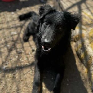 STANISLAUS (♂) - Dreibein auf PS im PLZ Bereich 91 *ausgereist*