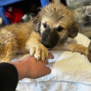 CISA (♀) - auf PDR PS im PLZ Bezirk 21 - vermittelt