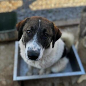 SIMONA (♀) - Notfall - verzweifelte Zaunkletterin