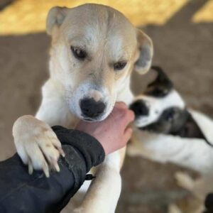 CARINA - ausgereist zum TH Tuttlingen