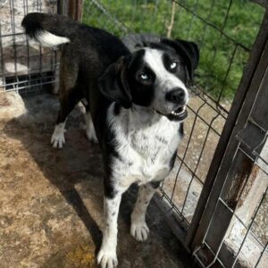 MAYRI (♀) - ausgereist zum TH Filderstadt (AL)