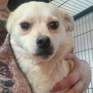 FIBY (♀) - ausgereist zum TST Rösrath