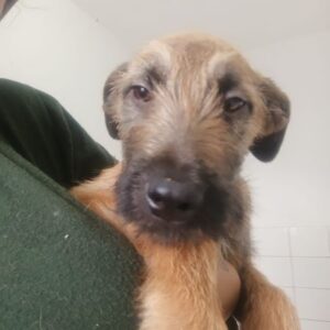 MARONE (♂) - ausgereist zur Tierhilfe Lebenswert