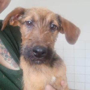 RIYA (♀) - ausgereist zur Tierhilfe Lebenswert