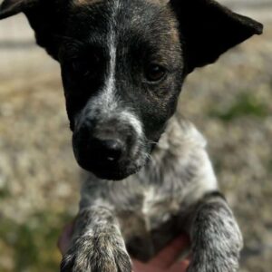 NEYLA (♀) - vermittelt Isabelle B