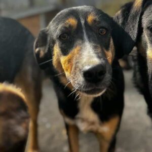 BERNADETTE (♀) - vermittelt Nadine H