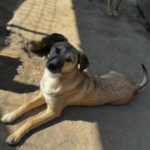 MARJI (♀) - RBB 07/24