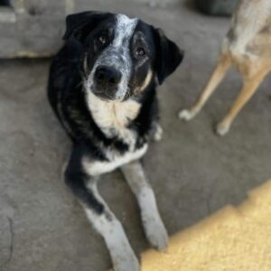 KEKE (♂) - vermittelt Manuela