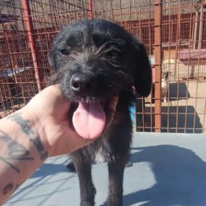 OBSIDIAN (♂) – ausgereist zur Tierhilfe Lebenswert