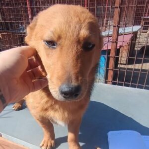 WAKON (♂) - ausgereist zur Tierhilfe Lebenswert