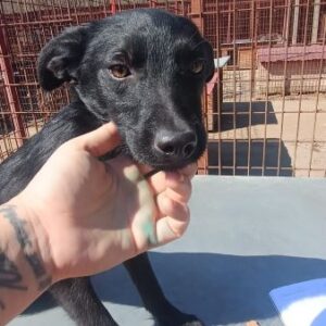 SOOKIE (♀) - ausgereist zur Tierhilfe Lebenswert